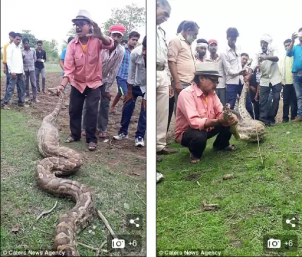 See How Angry Villagers Pull Goat From The Mouth Of A Python After It Was Swallowed (Shocking Photos)